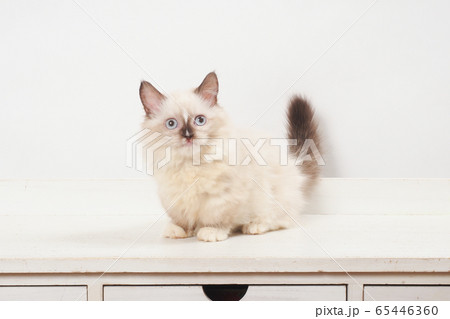 尻尾を上げたミヌエットの仔猫 65446360