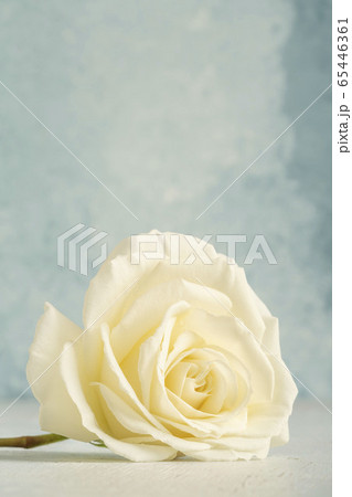 white rose over blue background with copy space 65446361