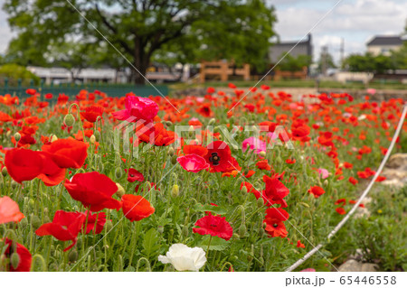 敵 春 赤色 65446558