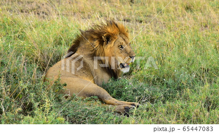 ライオン ライオン 65447083