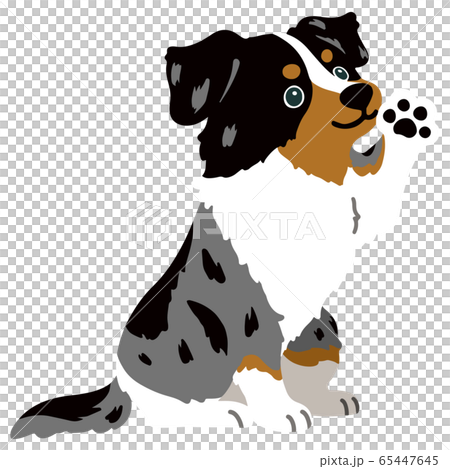 坐著澳大利亞牧羊犬的姿勢沒有主線 坐著澳大利亞牧羊犬的姿勢沒有主線 65447645