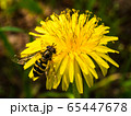 アブとタンポポ 65447678