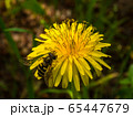 アブとタンポポ 65447679