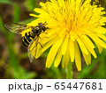 アブとタンポポ 65447681