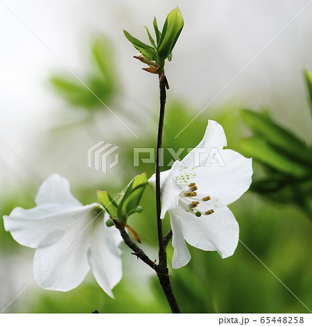 自然植物写真　葉が五枚で白いツツジのゴヨウツツジ　宮沢賢治が入った盛岡農林は今の岩手大学の前身　 65448258