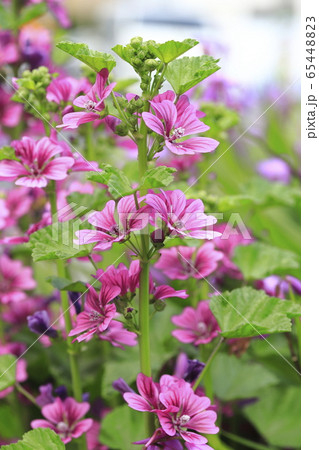 満開のゼニアオイの花 満開のゼニアオイの花 65448823