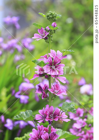 満開のゼニアオイの花 65448825