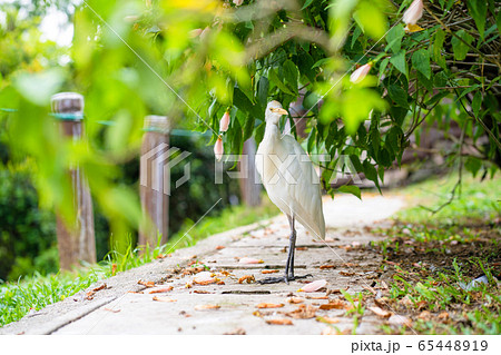Little white heron with a yellow head in a green Little white heron with a yellow head in a green 65448919