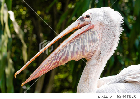 A white pelican in a park sits on a fence A white pelican in a park sits on a fence 65448920