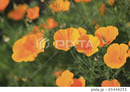 オレンジ色のカリフォルニアポピー の写真素材