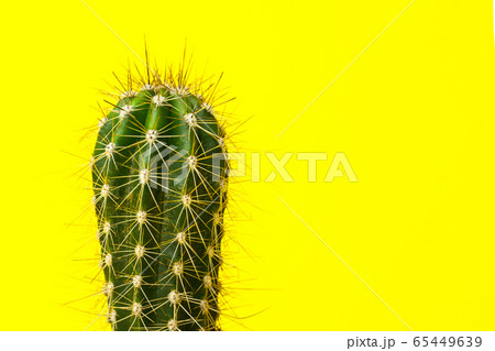Cactus close-up. Home indoor plants with thorns. A Cactus close-up. Home indoor plants with thorns. A 65449639