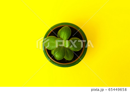 Crassula flower succulent plant in green ceramic Crassula flower succulent plant in green ceramic 65449658