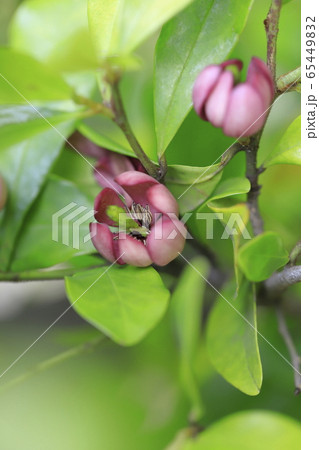 カラタネオガタマの花 カラタネオガタマの花 65449832