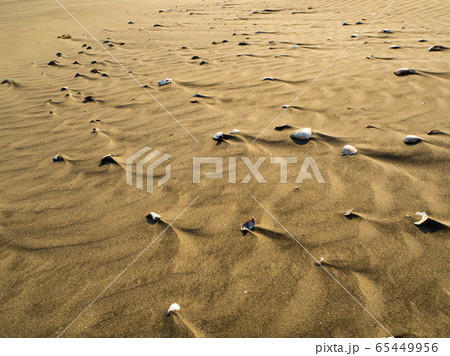 貝殻 風紋 貝殻 風紋 65449956