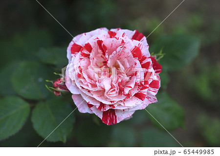 初夏のバラ園　紅白の花 65449985