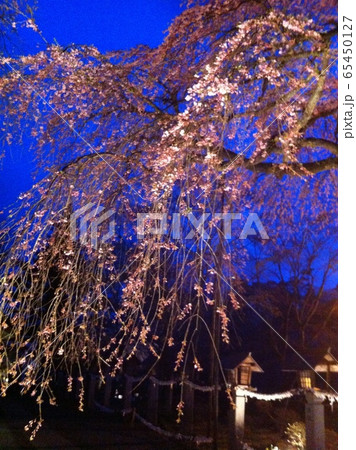 夜桜 夜桜 65450127