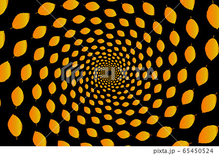 beech leaf on a black background 65450524