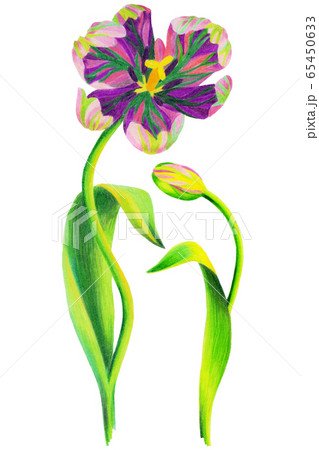 Single tulip flower drawing 65450633