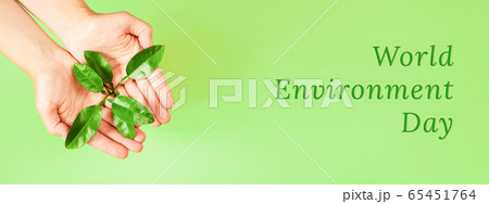 Female's hands holding green plant. Female's hands holding green plant. 65451764