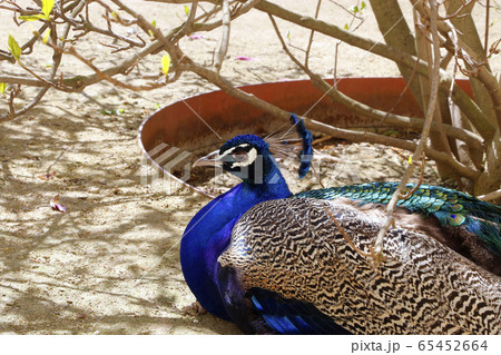 Peacock resting in the shade on a sunny day 65452664