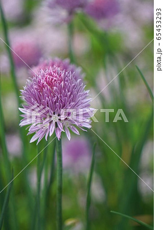 チャイブ 65453293