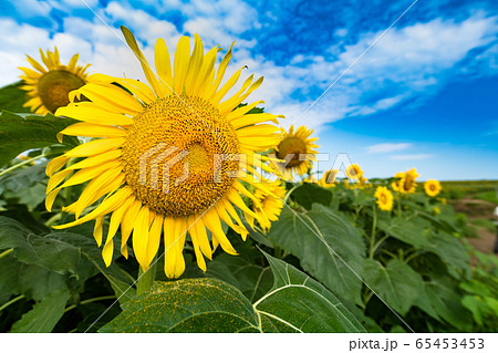 宮城　ひまわりの丘に咲く向日葵 65453453