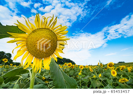 宮城　ひまわりの丘に咲く向日葵 65453457