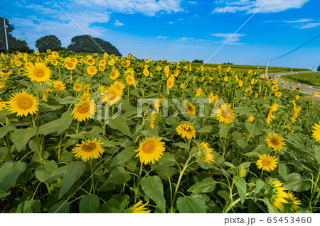 宮城　ひまわりの丘に咲く向日葵 65453460