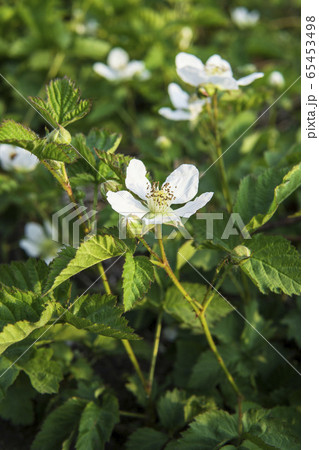 クサイチゴの花のクローズアップ クサイチゴの花のクローズアップ 65453498