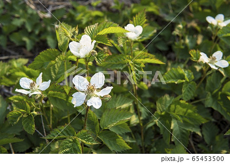 クサイチゴの花の群生 65453500