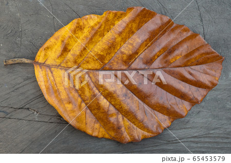 Large yellowed leaf of a tree on a gray background Large yellowed leaf of a tree on a gray background 65453579