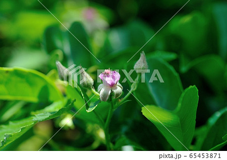 ナワシロイチゴの花 ナワシロイチゴの花 65453871