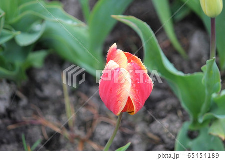チュウリップ 65454189