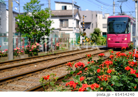 バラの花咲く沿線風景 都電荒川線の写真素材 バラの花咲く沿線風景 都電荒川線の写真素材