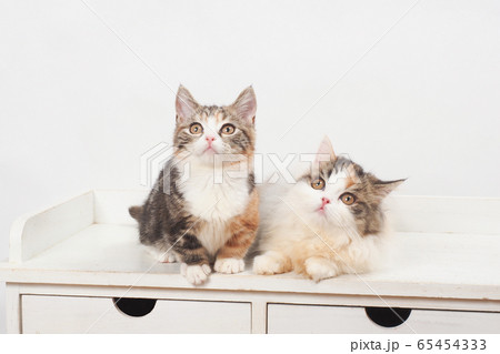 見上げる2匹の仔猫 65454333