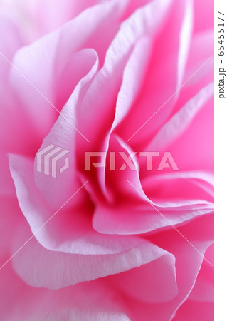 ラナンキュラスの花 アップ の写真素材