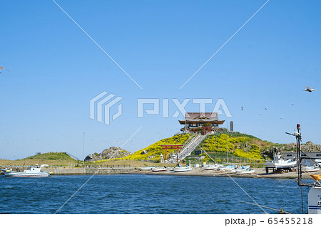 5月の蕪島 65455218