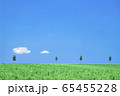 夏の丘と木と空 65455228