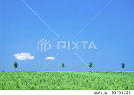 夏の丘と木と空 65455228