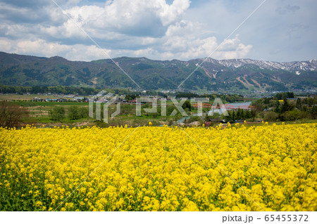 菜の花畑 長野県飯山市 菜の花畑 長野県飯山市 65455372
