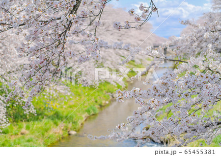 藤田川の桜 65455381