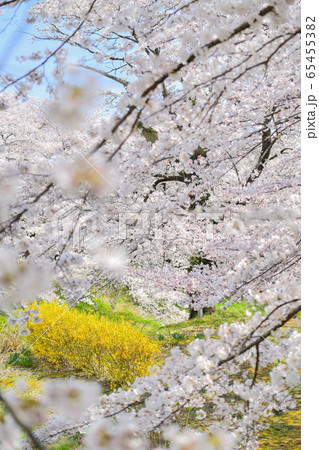 藤田川の桜 藤田川の桜 65455382