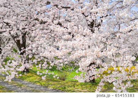 藤田川の桜 65455383