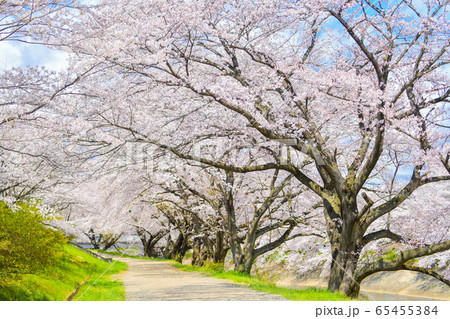 藤田川の桜 藤田川の桜 65455384