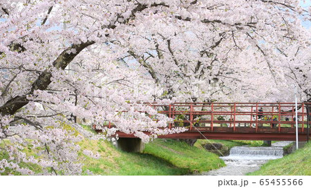 観音寺川の桜 観音寺川の桜 65455566