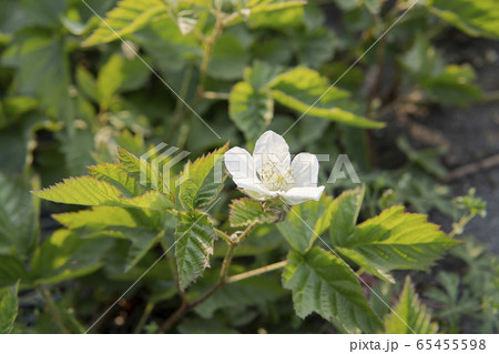 クサイチゴの花をクローズアップ クサイチゴの花をクローズアップ 65455598