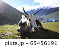 ヤク 65456191