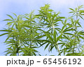 青空とマリファナ 65456192