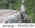 トカゲ 65456194