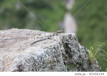 トカゲ 65456194